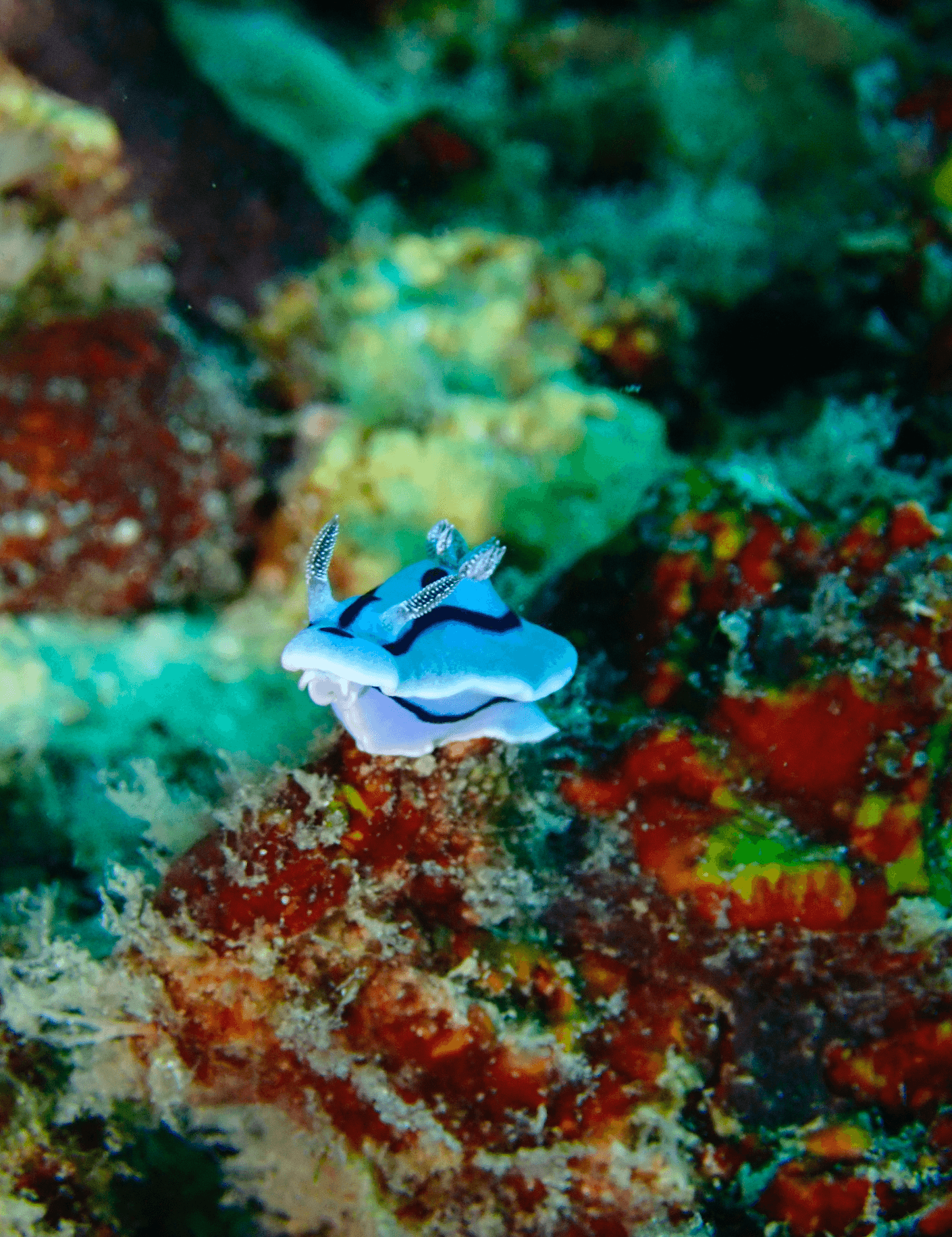 Nudibranch